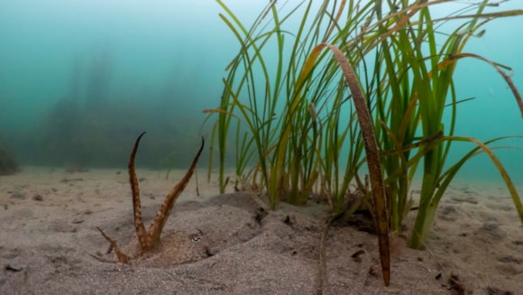 Can seagrass make a comeback? South West Water wants to find out how it can help!: Seagrass in Cornwall