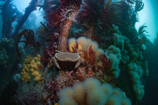 From sofa to seabed: virtual training to explore marine life: A rocky reef habitat, Outer Hebrides ©George Stoyle/NatureScot