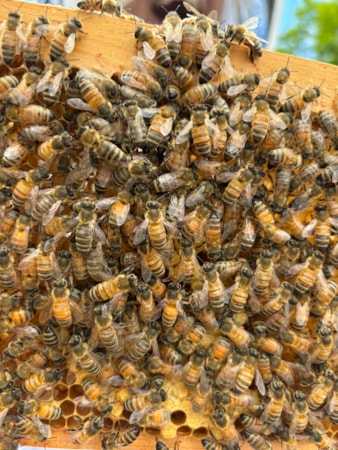 Edinburgh beekeeping 3: Close up image of bees swarming on honeycomb