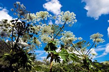 Giant Hogweed-credit Scottish Natural Heritage