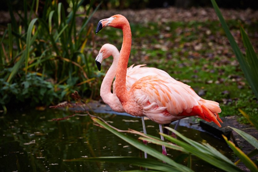 Flamingos living the high life in luxurious new home: lmg2014-lotherton-birds95.jpg