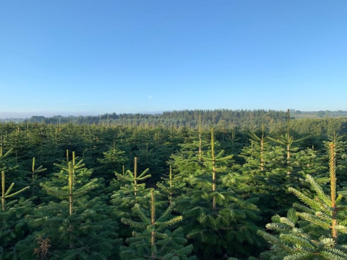 Stockeld Park Christmas Trees
