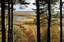 Muir of Dinnet NNR - Scots pine, bull rushes and willow carr -credit Lorne Gill-SNH