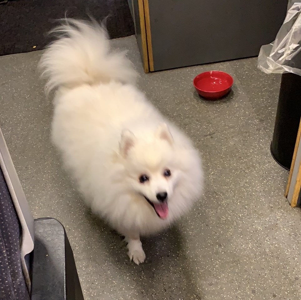 Luka Japanese Spitz Luka Japanese Spitz