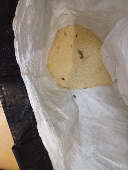 Live cockroaches inside bag of rice