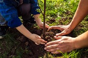 parent-and-child-planting-a-tree image-2736x1824: parent-and-child-planting-a-tree image-2736x1824