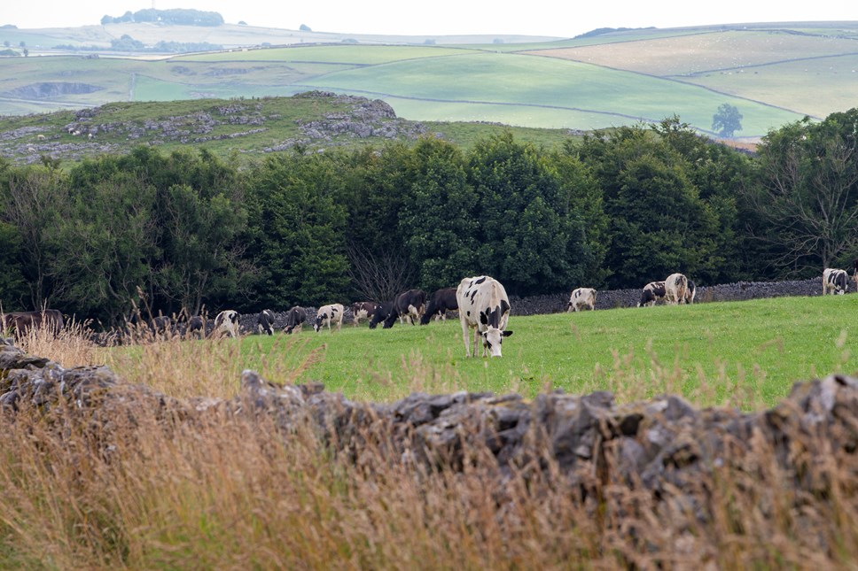 Cows on an Arla farm