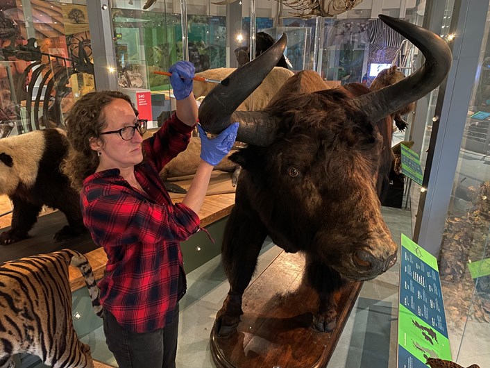 Life on Earth revamp: Rebecca Machin, Leeds Museums and Galleries' curator of natural sciences, cares for specimens of endangered in Leeds City Museum's spectacular Life on Earth galley, which is being revamped. The museum’s gigantic Tibetan yak first arrived in Leeds from Tibet in 1862.