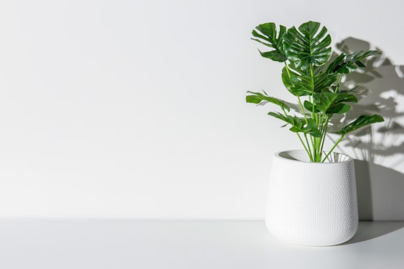 Green up your uni hall or home with the perfect houseplants for students from British Garden Centres: BGC monstera- Pixabay