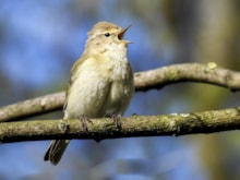 Chiffchaff: Chiffchaff