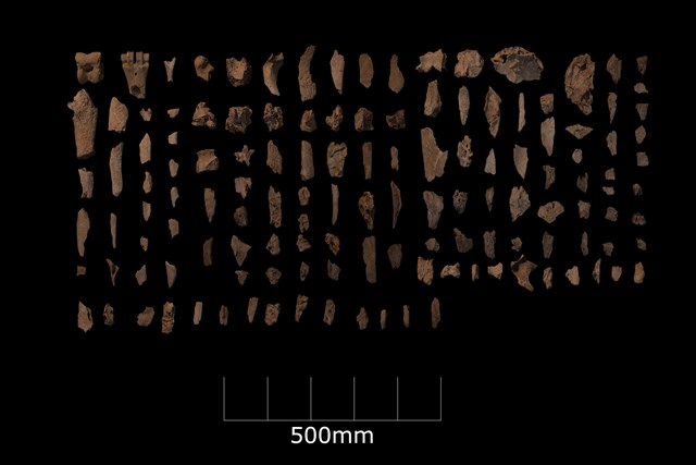 Mesolithic animal bone found in Linmere pits © Albion Archaeology