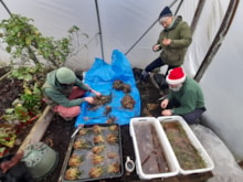 Janaka Balasuriya, Nic Butler and Nicky Bulter Lewis of Wester Fisheries Trust sorting seagrass cuttings from beach in Dec 24: Janaka Balasuriya, Nic Butler and Nicky Bulter Lewis of Wester Fisheries Trust sorting seagrass cuttings from beach in Dec 24