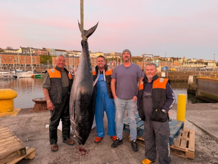 tuna-4