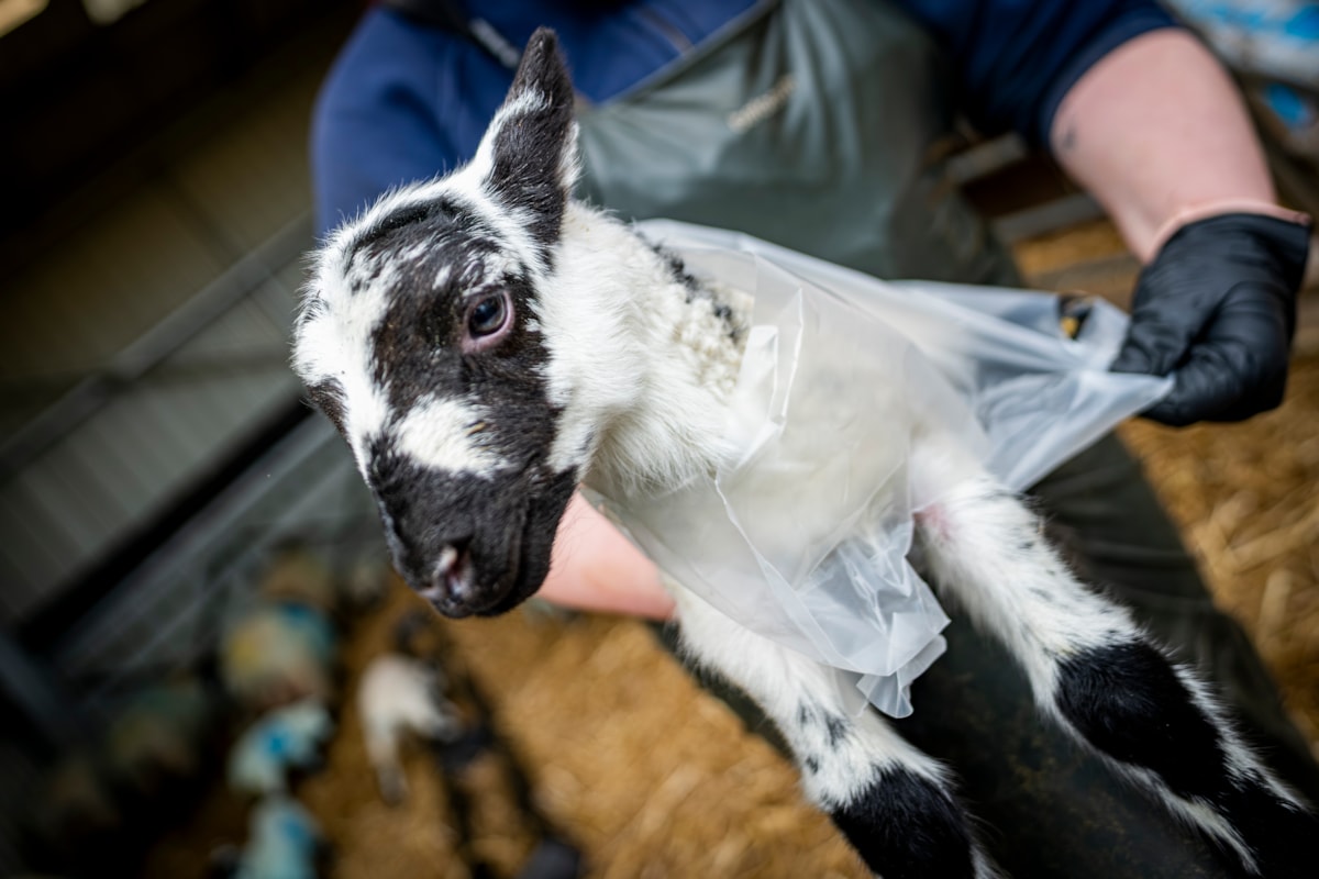 Assistant Stockperson Carly Hood fits a 'raincoat' on a lamb at the National Museum of Rural Life. Photo © Andy Catlin (3)