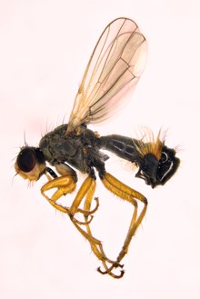 New fly species for Scotland - Okeniella caudata: Copyright SNH for one-time use.