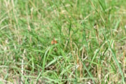 TfL Image - Large Skipper: TfL Image - Large Skipper