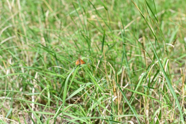 TfL Image - Large Skipper