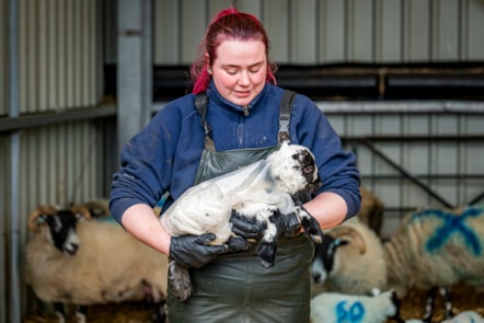 Assistant Stockperson Carly Hood fits a 'raincoat' on a lamb at the National Museum of Rural Life. Photo © Andy Catlin (1)