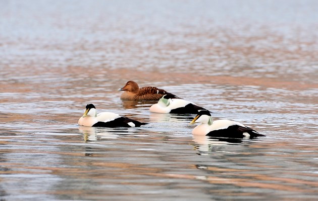 Reports confirm importance of Orkney’s seas to waterbirds: Eiders-D0177a