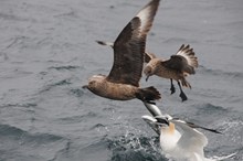 Marine birds: Gannet and skuas fight over mackerel (C) SNH/Lisa Kamphausen