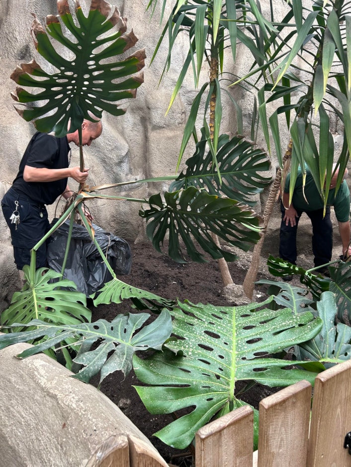Audrey at Tropical World: The huge monstera, popularly known as a cheese plant, has been a resident in a stairwell at Leeds General Infirmary’s medical school since the 1970s, where staff affectionately named her Audrey.