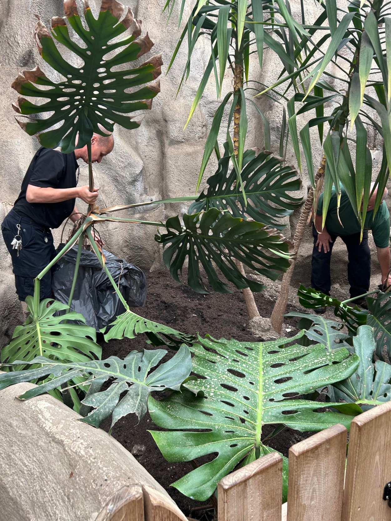 Audrey at Tropical World: The huge monstera, popularly known as a cheese plant, has been a resident in a stairwell at Leeds General Infirmary’s medical school since the 1970s, where staff affectionately named her Audrey.