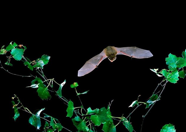 Stage One application - Images - BCT - Common pipistrelle- Hugh Clark (A3093747)