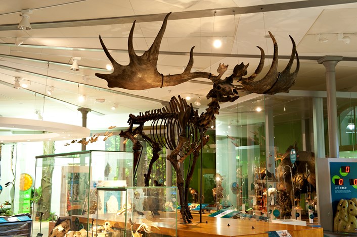 See giant prehistoric antlers at museum’s festive reindeer round-up : lcm0032.jpg