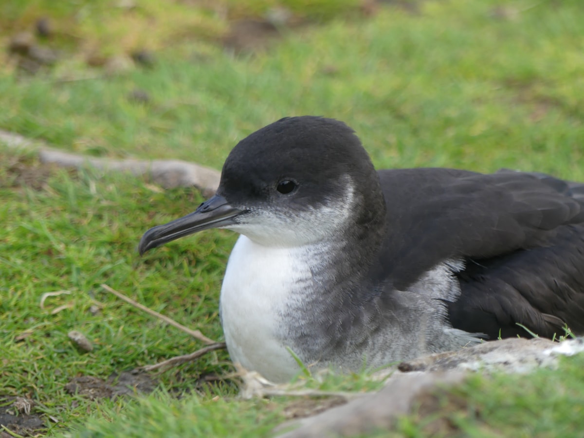 Manx Shearwater, Dave Astins / West Coast Birdwatching