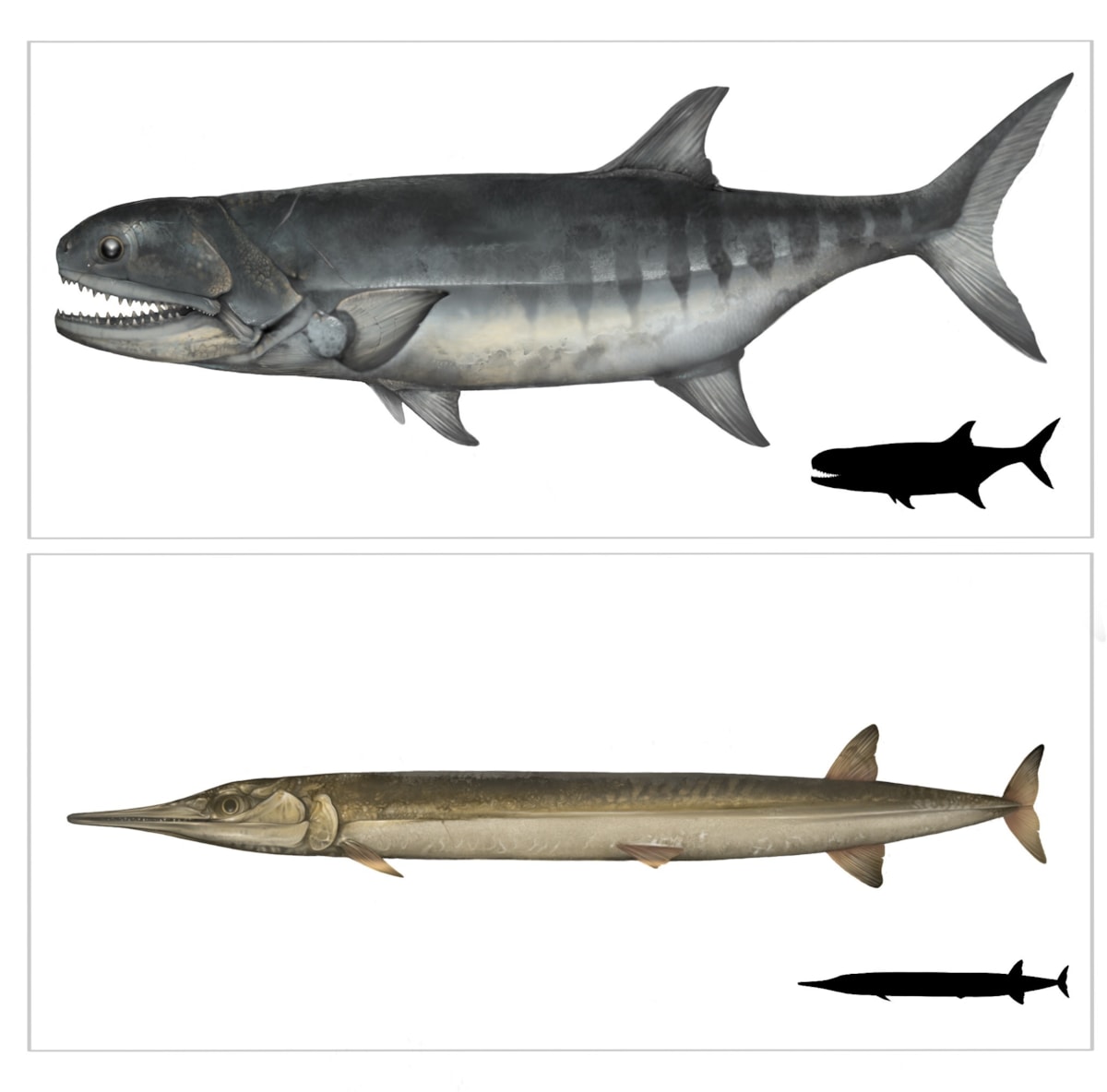 Artists impression of what they think the fish looks like