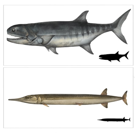 Impression and silhouette of the fish.
