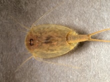 Tadpole Shrimp (Triops cancriformis) (c) Roger key: Tadpole Shrimp (Triops cancriformis) (c) Roger key