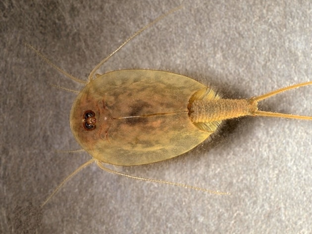 Tadpole Shrimp (Triops cancriformis) (c) Roger key