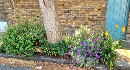 Gordon McArthur won the Best Tree Pit prize for his entry (pictured) into Islington in Bloom 2022