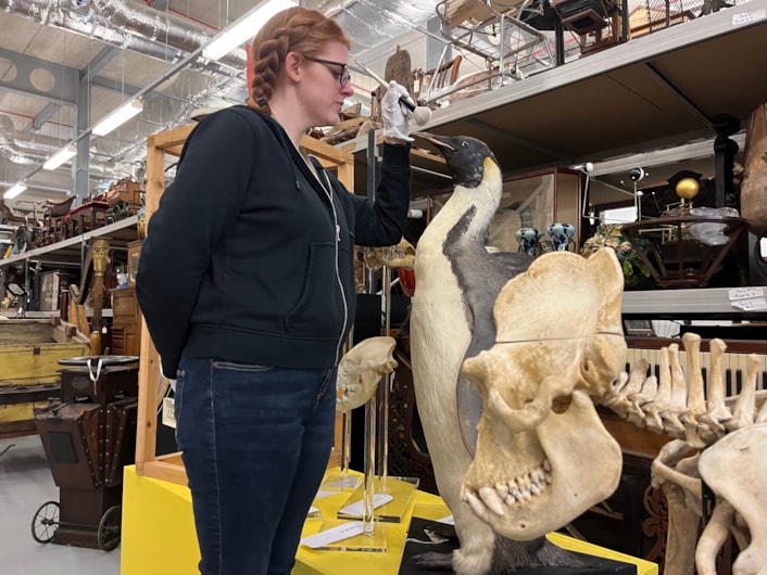 Big birds: Curator Sarah Burhouse with a magnificent mounted emperor penguin, believed to have been collected during an Antarctic expedition, which was among the specimens being cared for. The penguin, which has only recently gone back on display at the centre, has been cleaned and checked for any of the pests which can cause damage to taxidermy if left unchecked.