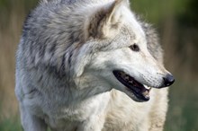 Wolf, Canis lupus. Highland Wildlife Park near Kincraig. Lorne Gill/NatureScot