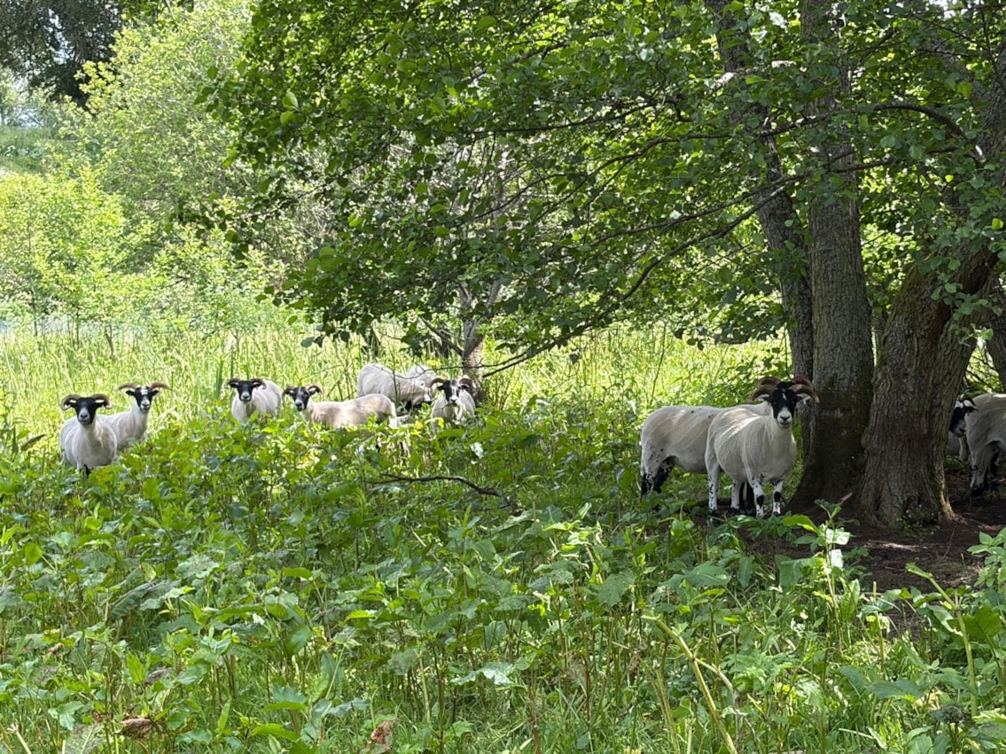 Sheep in Barnhill Orchard 2