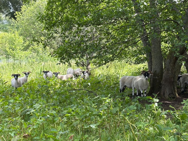 Sheep in Barnhill Orchard 2: Sheep in Barnhill Orchard 2