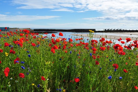 Splash of floral colour at holiday hotspot