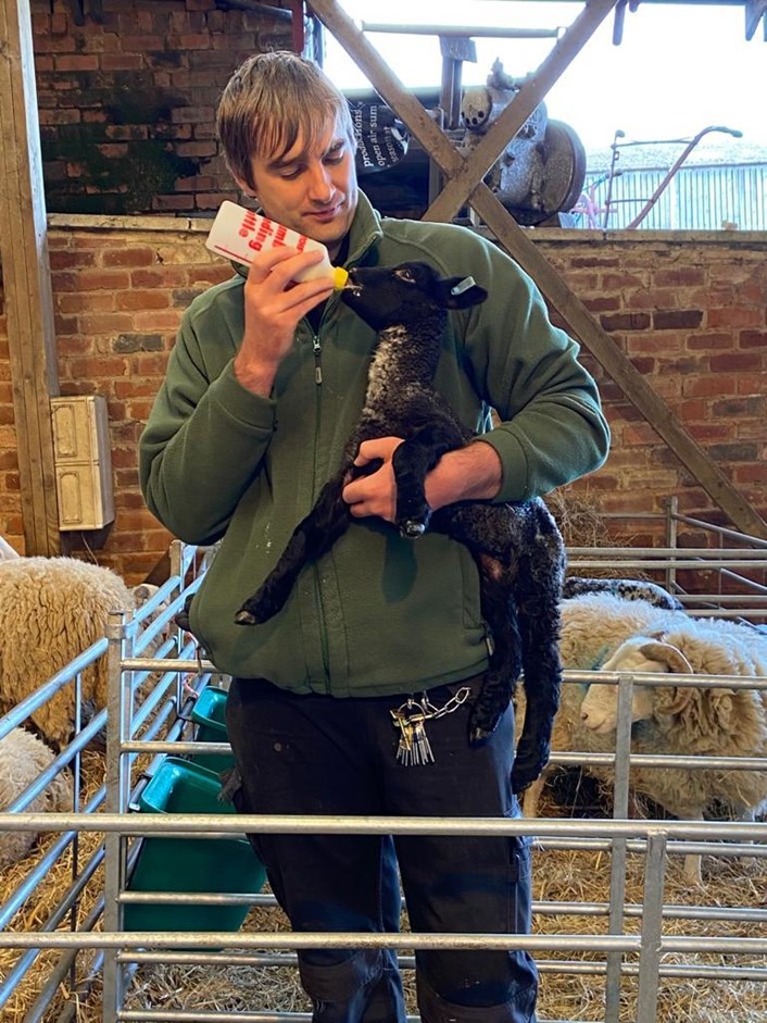 Home Farm's new arrivals: Farmer Joe Green with one of the newborn lambs at Home Farm. Joe is keeping a weekly video blog on the estate's Facebook page.