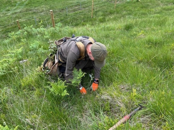 Teamwork protects endangered apple trees: Apples 4