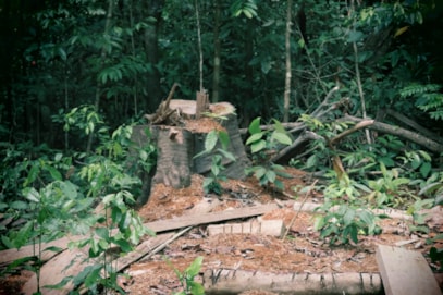 University of Cumbria academic contributes expertise on seed dispersal to new Amazon rainforest study-4