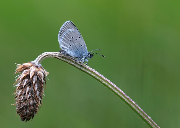 Stage One application - Images - BCS - Small Blue - Iain Cowe (2) (A3101997)