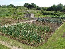 Elgin allotments move