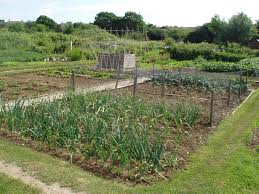 Green shoots of vegetables on an allotment patch at a site in Elgin with another patch alongside and wooden posts marking the patches.