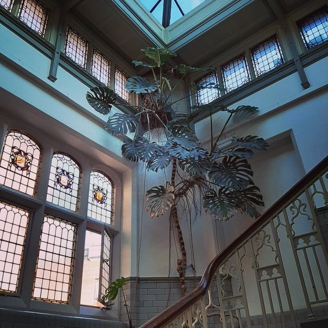 Audrey at Tropical World: The huge monstera, popularly known as a cheese plant, has been a resident in a stairwell at Leeds General Infirmary’s medical school since the 1970s, where staff affectionately named her Audrey.