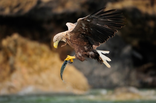 White-tailed eagle with fish - Lorne Gill