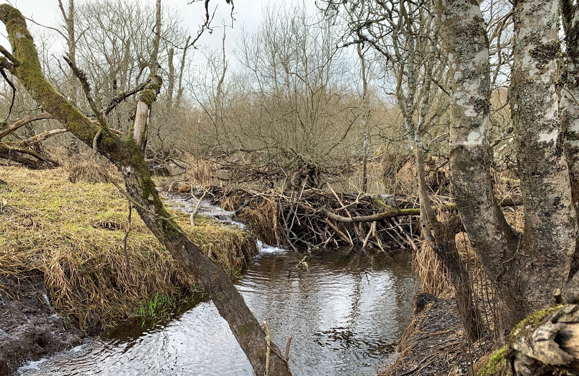 Perthshire beaver dam
