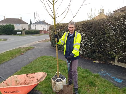 Cllr Tony Page - tree planting in Blandford Road south Reading. A joint project between Reading Council highways and parks teams. The trees being added are 7-year-old maples.