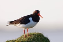 Oystercatcher feeding by Loch Bee, South Uist ©Lorne Gill/NatureScot